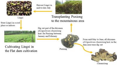 “Breeding on Mountains” Resulted in the Reorganization of Endophytic Fungi in Asexually Propagated Plants (Ligusticum chuanxiong Hort.)